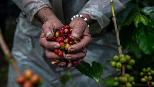 Los precios del café se dispararon por la amenaza arancelaria de Trump