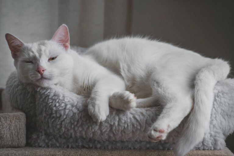 Qué significa que un gato mueva la cola cuando está acostado