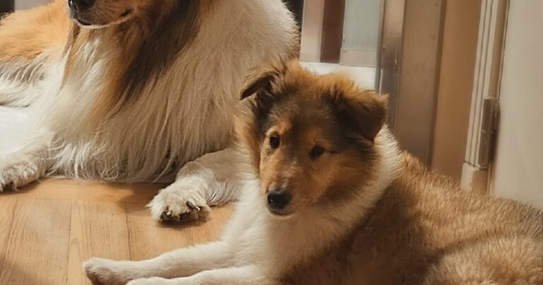 Alberto Fernández reapareció en redes sociales para contar que tiene un nuevo perro: las reacciones que generó su confuso posteo