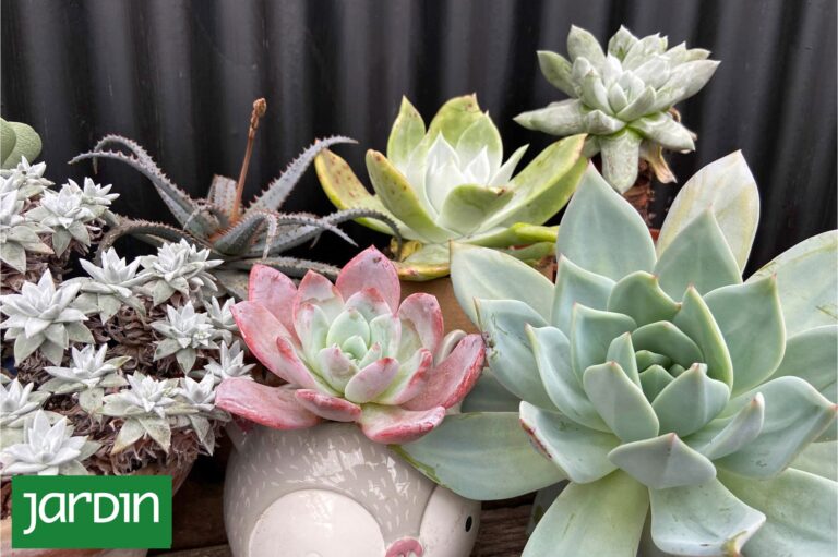 Limpiar tus suculentas? Un gesto que parece amoroso pero puede matarlas