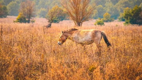 Caballo de Przewalski galopando en la Zona de Exclusión de Chernobyl, con vegetación y ruinas de fondo