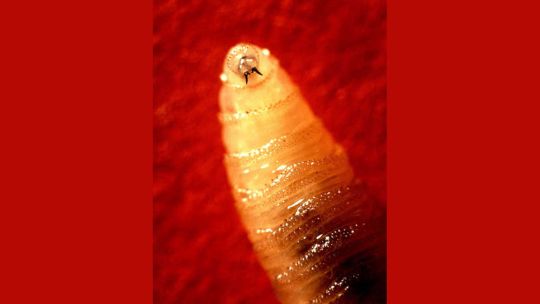 Ganado vacuno en un corral de México afectado por el gusano barrenador