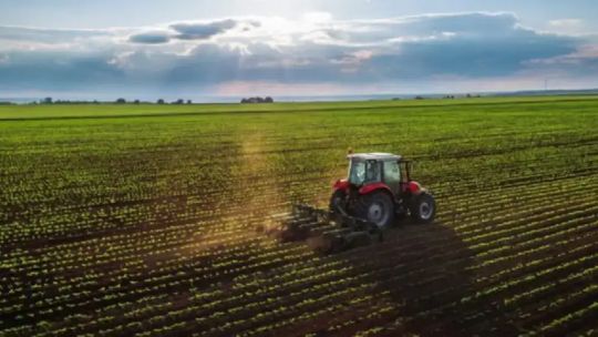 Campo de cultivo de soja o maíz en Argentina bajo un cielo despejado.