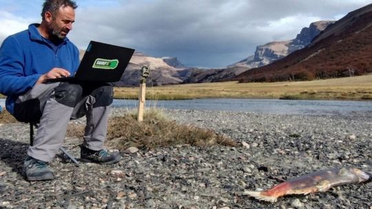 Puma en un río patagónico con un salmón Chinook en la boca