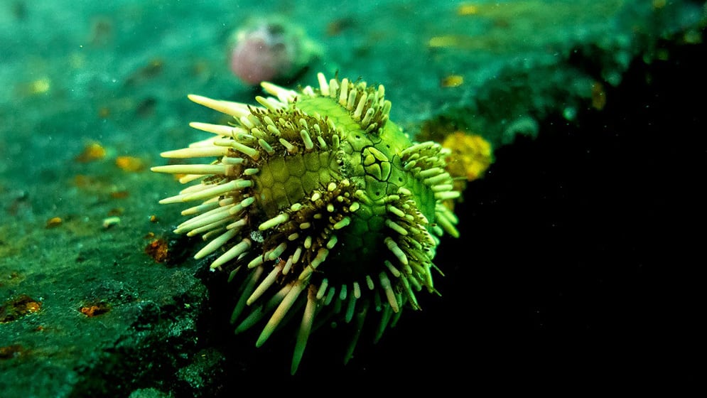 Investigadora trabajando en un laboratorio científico