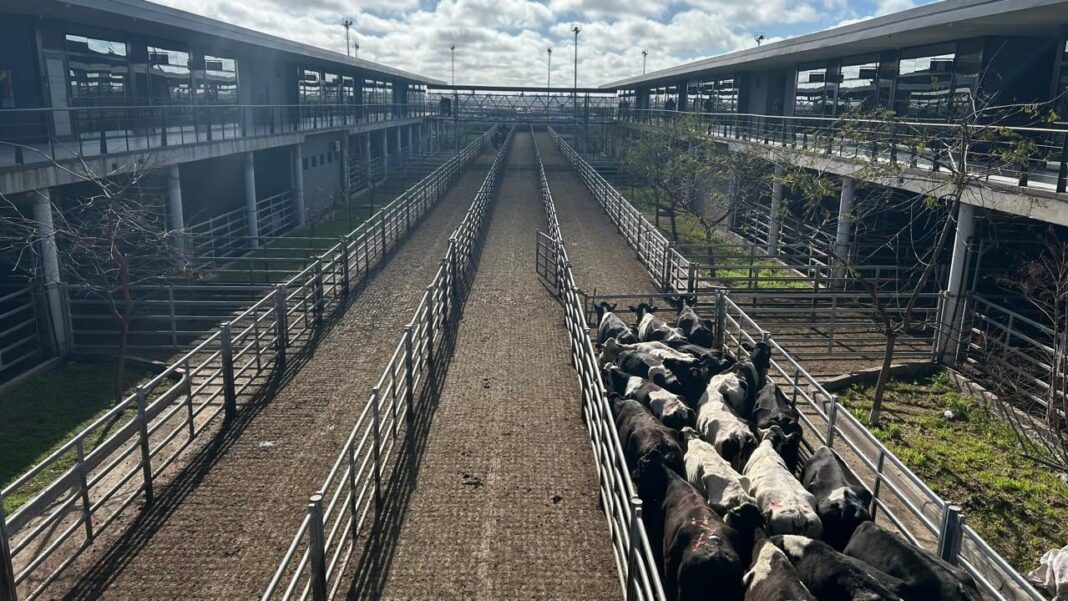 Ganado vacuno en el Mercado Agroganadero de Cañuelas