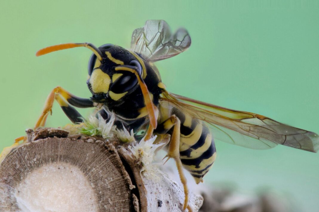 Avispa chaqueta amarilla (Vespula germanica) posada sobre una superficie