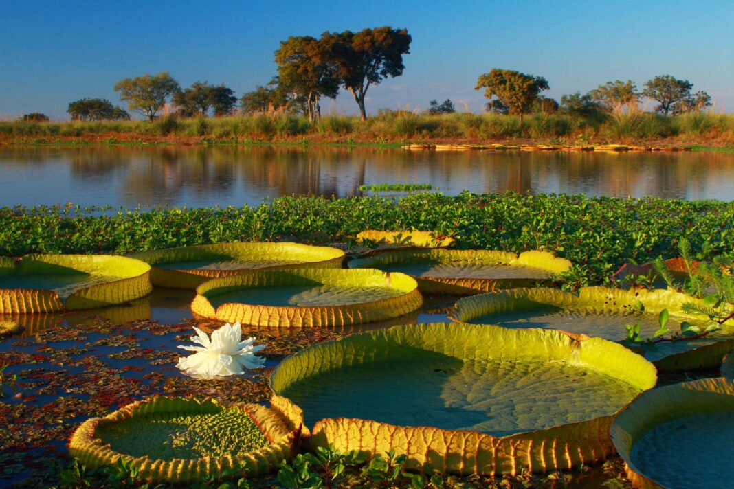 Hoja circular y flor del irupé, planta acuática nativa de Argentina, flotando en el agua.