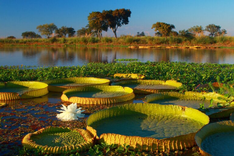 Hoja circular y flor del irupé, planta acuática nativa de Argentina, flotando en el agua.