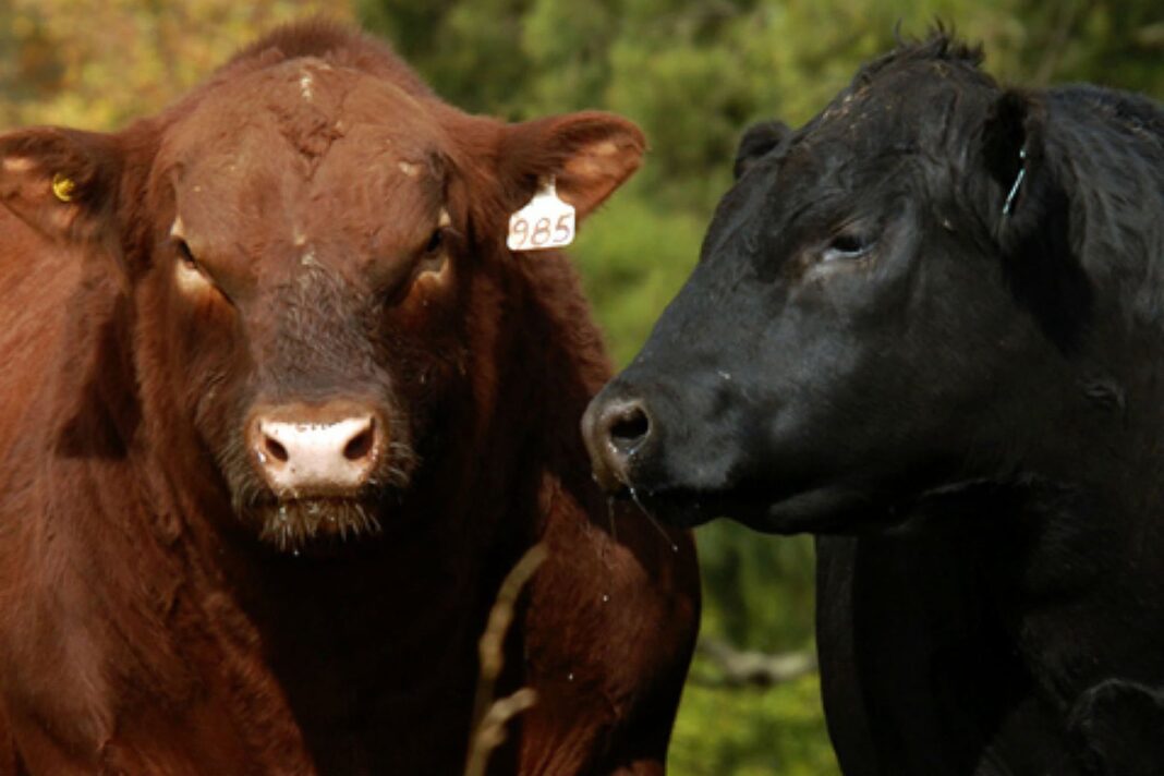 Profesionales del sector ganadero en una jornada técnica sobre reproducción bovina.