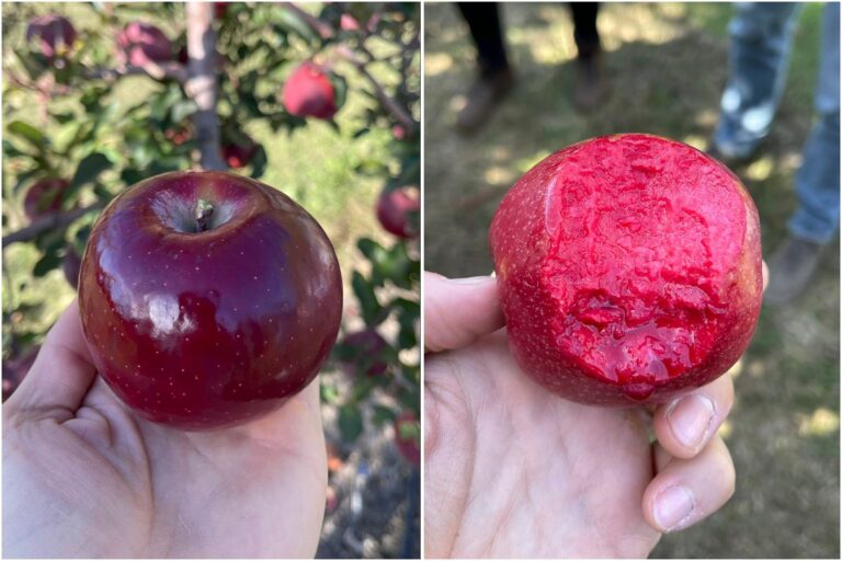 Manzanas rojas en un campo de cultivo argentino, listas para cosecha.