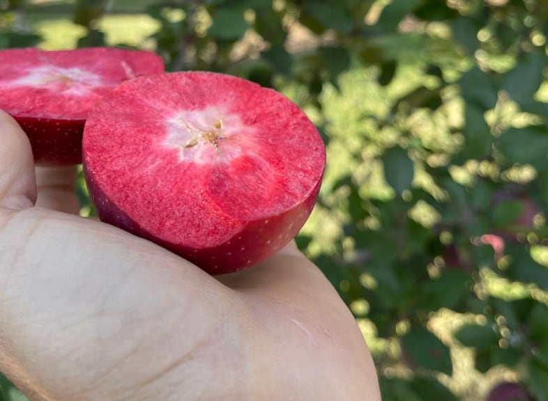 Manzana partida al medio mostrando su pulpa de color rojo intenso, sobre un fondo neutro.