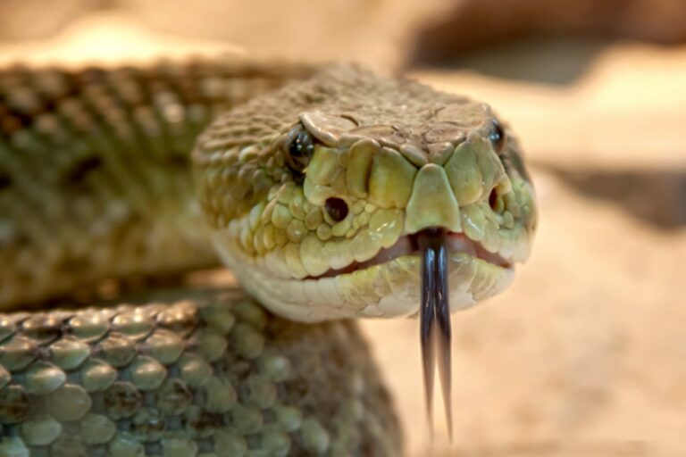 Serpiente de cascabel en entorno natural de California