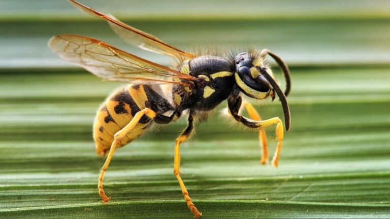 Avispa chaqueta amarilla sobre una superficie, especie invasora en la Patagonia argentina