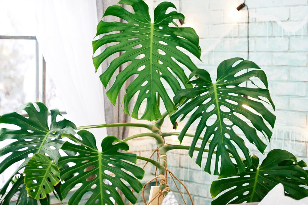Plantas de interior en frascos de vidrio con agua, mostrando sus raíces visibles.