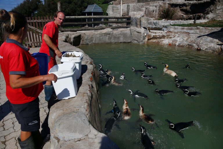 Pingüinos en las instalaciones del antiguo Aquarium Mar del Plata, donde permanecen tras el cierre.