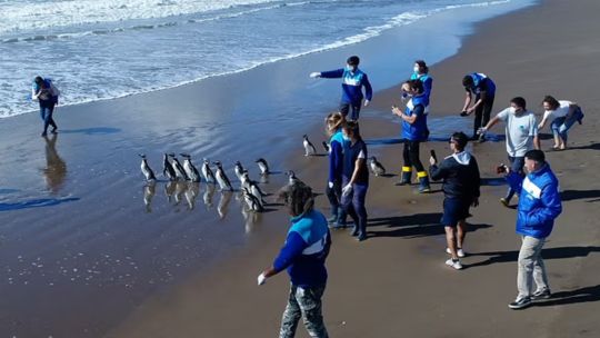 Pingüinos siendo liberados en la playa de San Clemente del Tuyú, costa bonaerense