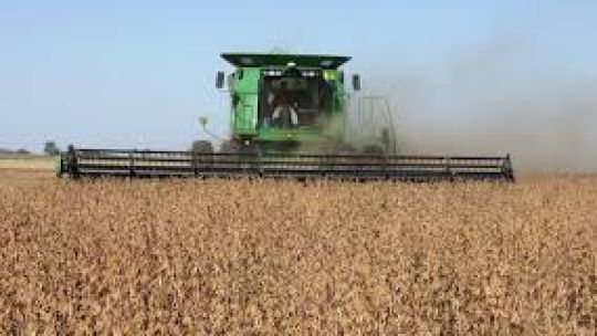 Productor agropecuario revisando cultivos en campo argentino