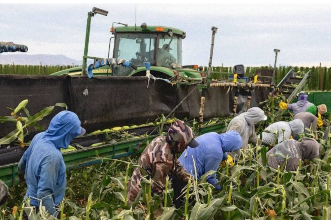 Trabajador agrícola en un campo de California