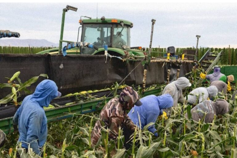 Trabajador agrícola en un campo de California