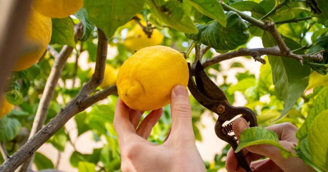 Limonero en una maceta, con detalle de un clavo en su tronco y hojas verdes.