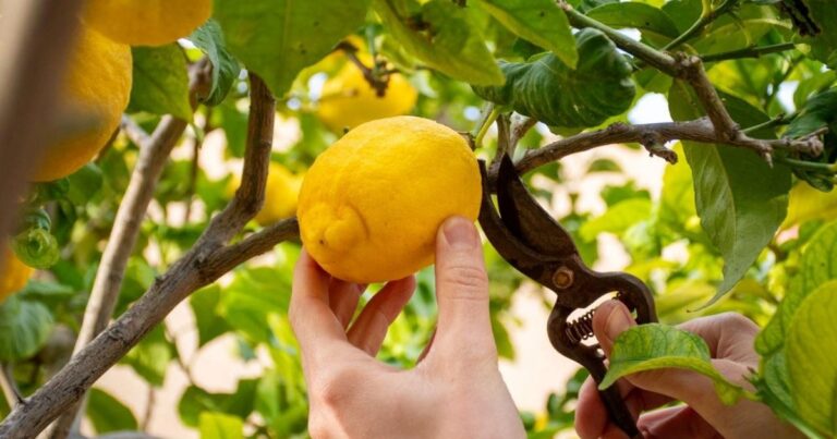 Limonero en una maceta, con detalle de un clavo en su tronco y hojas verdes.