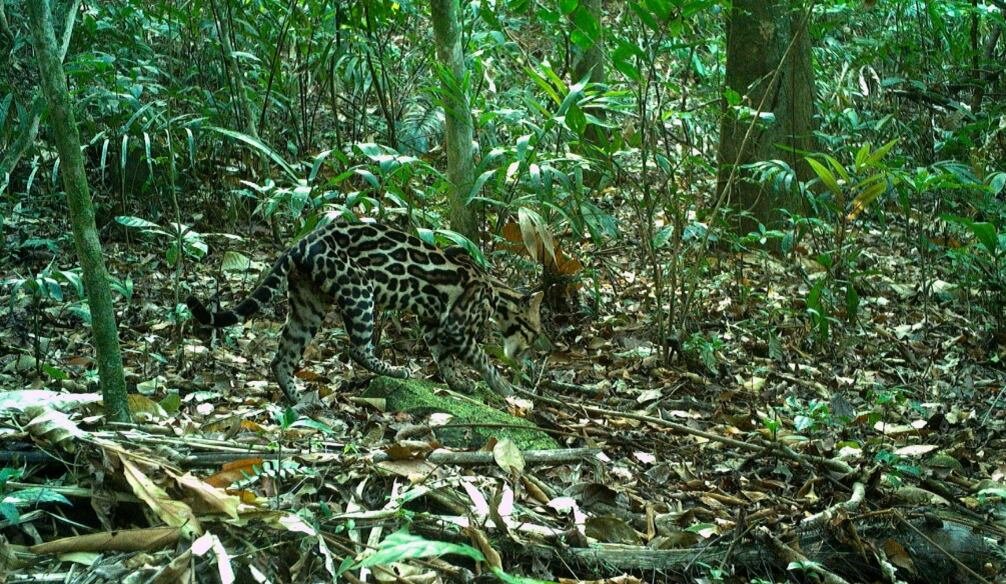 Cámara trampa en la isla de Barro Colorado, Panamá