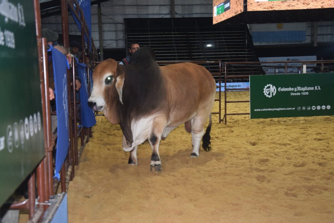 Toro Gran Campeón Brahman de cabaña Los Yeyos en la pista de jura de la Exposición Nacional Brahman