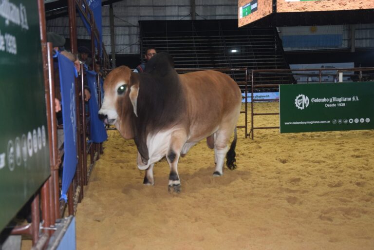 Toro Gran Campeón Brahman de cabaña Los Yeyos en la pista de jura de la Exposición Nacional Brahman