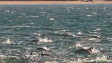 Grupo de delfines comunes nadando en formación sincronizada frente a la costa de Las Grutas, provincia de Río Negro