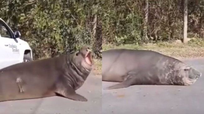 Elefante marino sobre el asfalto en Ensenada