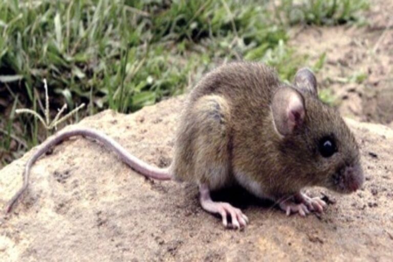 Operativo de captura de roedores en Ushuaia para análisis de hantavirus