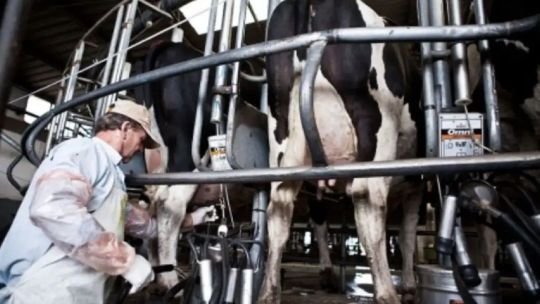 Vacas en un tambo argentino