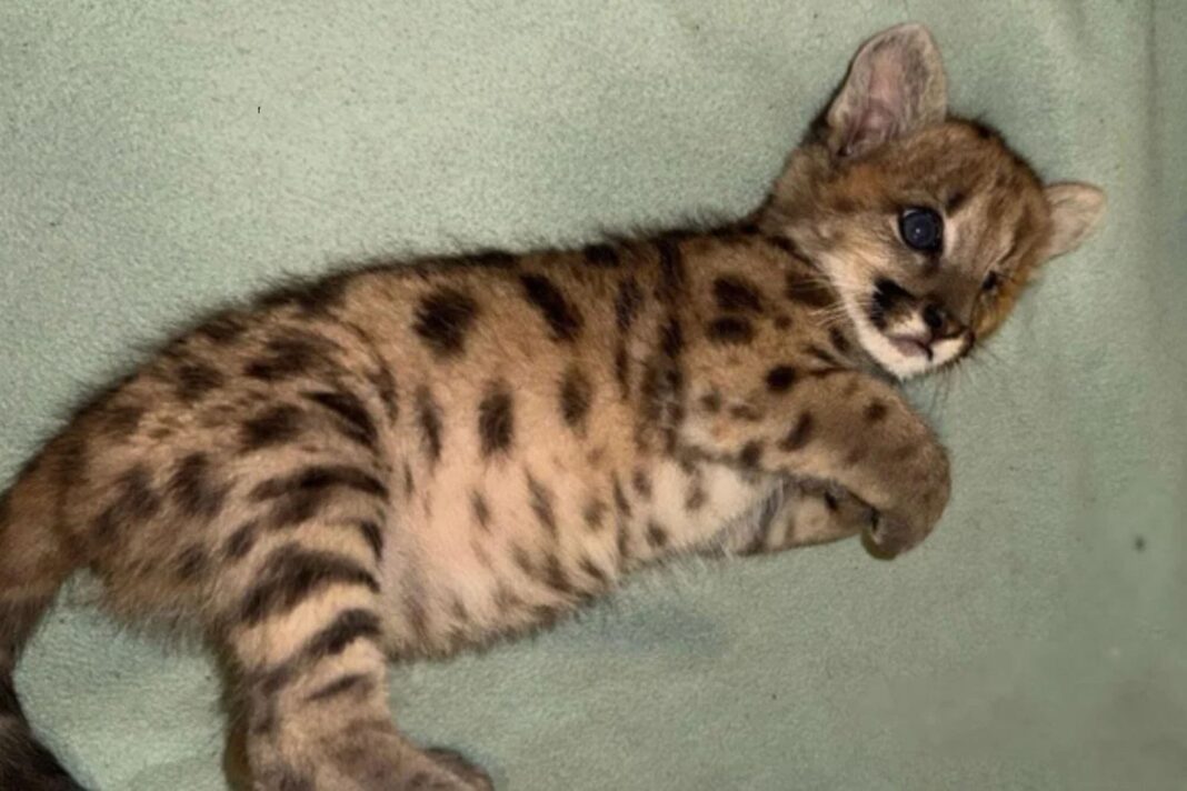 Cachorra de puma Malvina en proceso de recuperación en un santuario