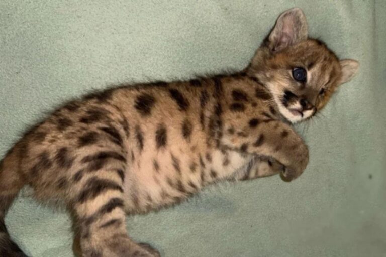 Cachorra de puma Malvina en proceso de recuperación en un santuario