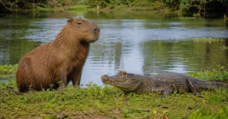 Capibara descansando en la orilla junto a un caimán en un humedal