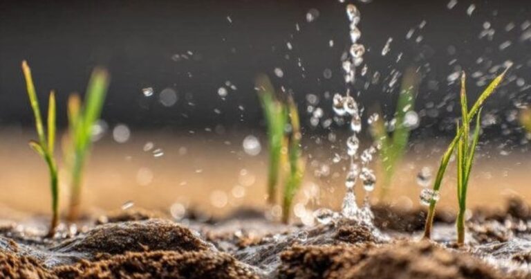 Semillas de arroz en agua expuestas a gotas de lluvia en experimento del MIT