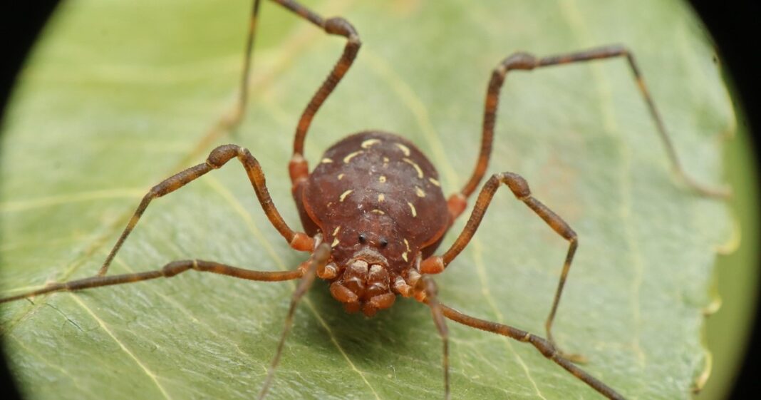 Araña patona en un rincón de una casa