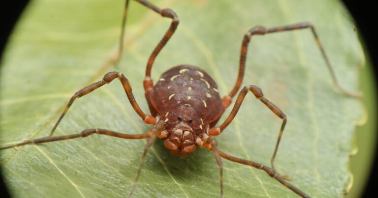 Araña patona en un rincón de una casa