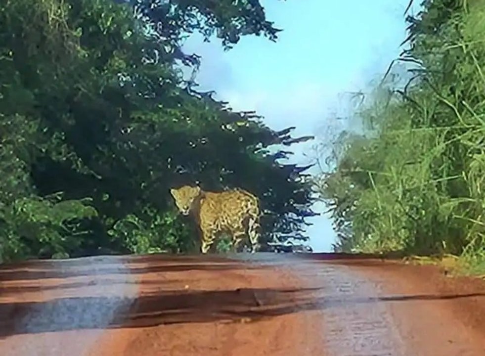 Yaguareté acostado en la Ruta 101 del Parque Nacional Iguazú
