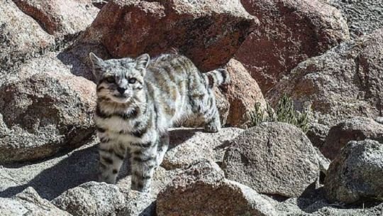 Pareja de gatos andinos en su hábitat natural en la Cordillera de los Andes
