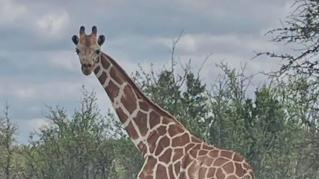 Jirafa reticulada en un campo abierto en Texas
