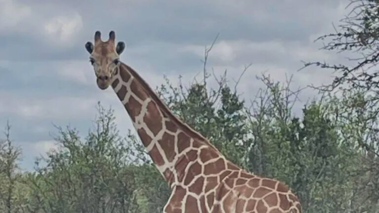 Jirafa reticulada en un campo abierto en Texas