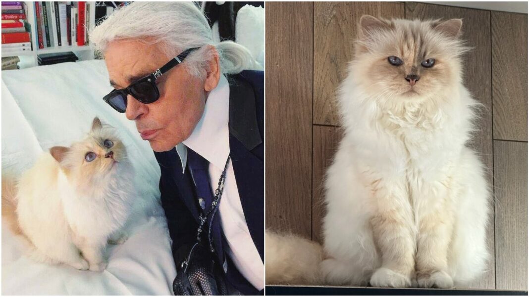 Gata Choupette, mascota de Karl Lagerfeld, de raza Birmana con ojos azules