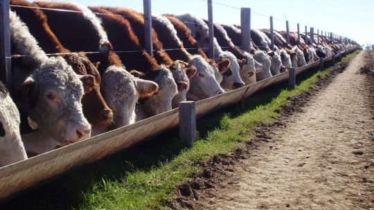 Corte de carne vacuna en una carnicería de Argentina