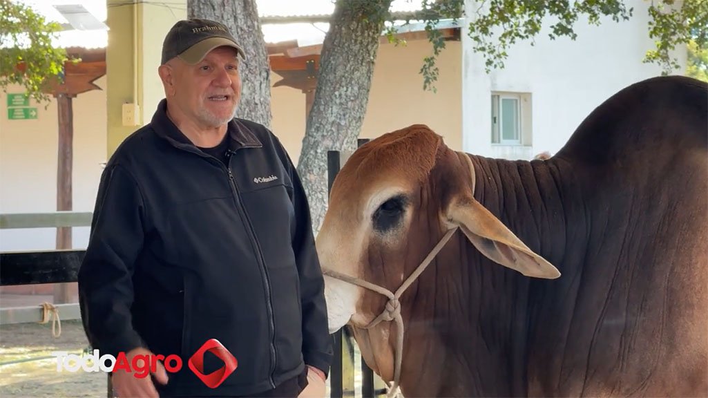 Eduardo Griffa con ejemplar Brahman en exposición ganadera