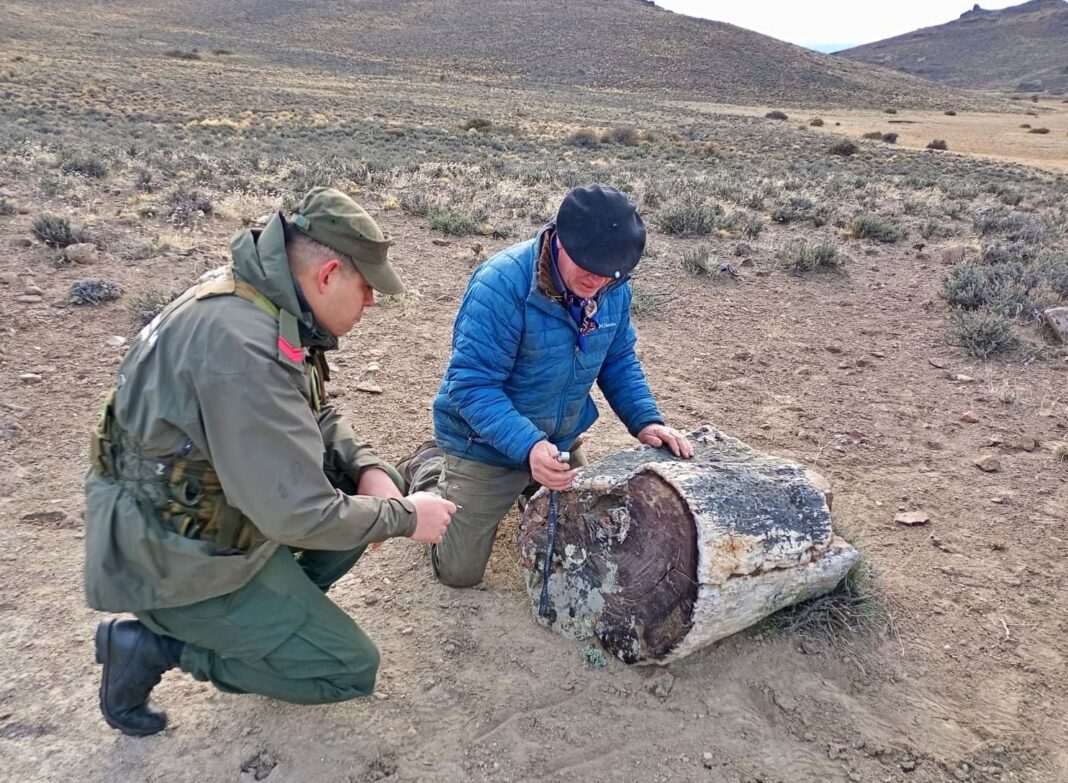 Troncos fósiles de un bosque petrificado en la estancia cerca de Pilcaniyeu, Río Negro