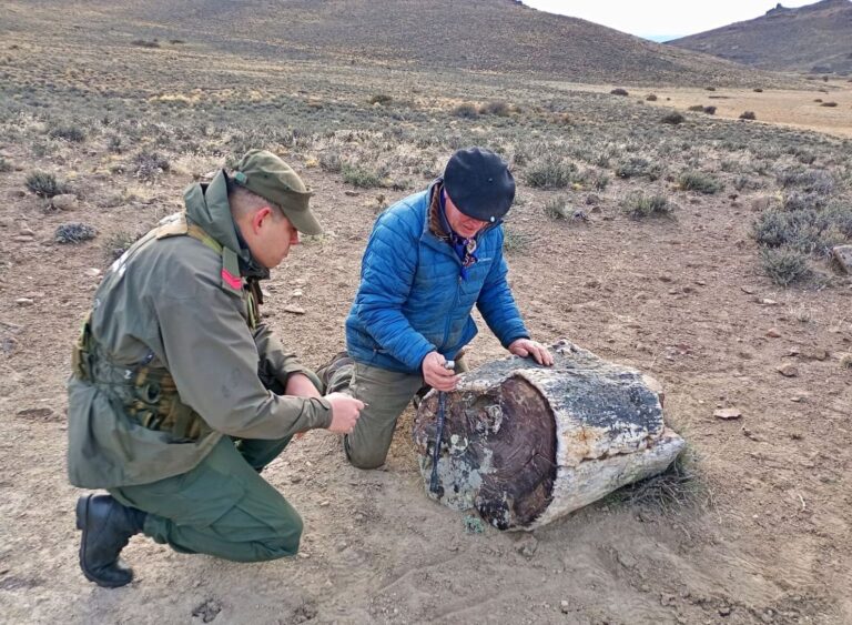 Troncos fósiles de un bosque petrificado en la estancia cerca de Pilcaniyeu, Río Negro