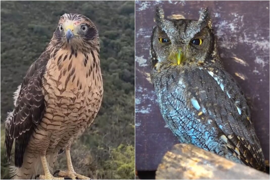 Aves silvestres rescatadas por la Policía Ambiental de Córdoba