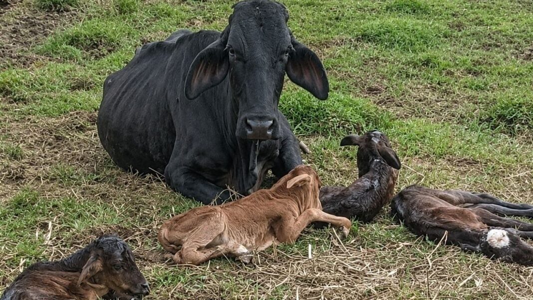 Vaca Negra con sus cuatro terneros recién nacidos en una finca de Nariño, Antioquia